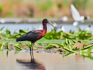 glossy ibis in natural habitat (plegadis falcinellus)