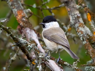 Obraz premium The marsh tit (Poecile palustris) sitting on branch in spring