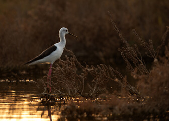 Black-winged at Hamala , Bahrain