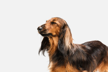 Cute puppy, dachshund dog posing isolated over white background