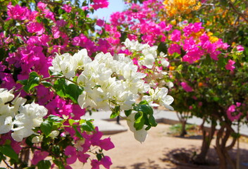 Blooming bougainvillea tree flowers in bright pink, yellow, white 