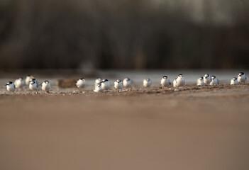 Little Terns resting on ground at Asker marsh, Bahrain