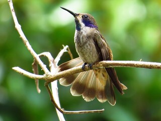 Colibrí  pardo, picaflor, chupaflor. © Marthinea