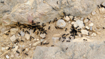 Close up insects between the rocks