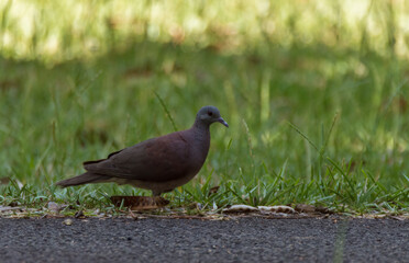 Malagasy turtle dove foraging on the ground