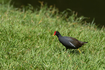 Eurasian moorhen walking across a grass field in the wild