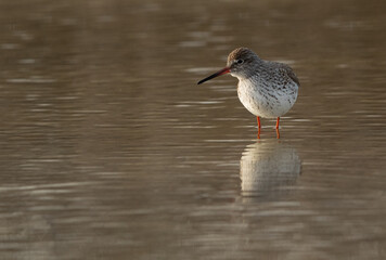 Redshanks at Asker Marsh, Bahrain