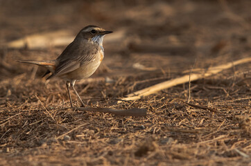 Portrait of a Bluethroat at Asker marsh, Bahrain