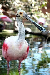 Pink an white bird standing in the water