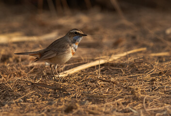 Bluethroat at Asker marsh, Bahrain