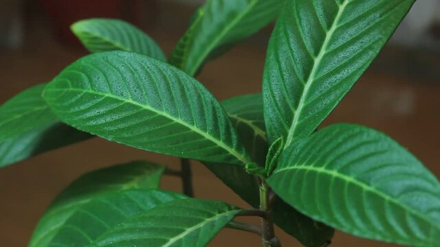 The process of spraying with water from a houseplant spray bottle.