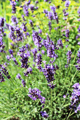 Lavendel