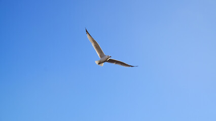 Beautiful seagull flying in the blue background sky