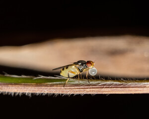 fly on leaf