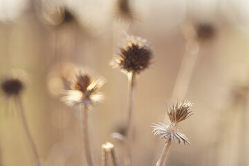 Obraz premium Dry sharp flowers growing in sunny garden