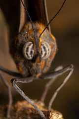 moth on a tree