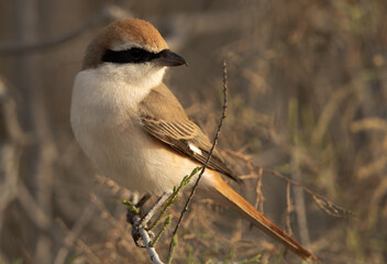 Red-tailed Shrike at Asker marsh, Bahrain
