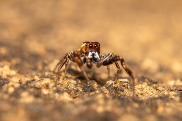 spider on the ground