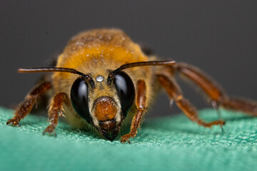 close up of a bee