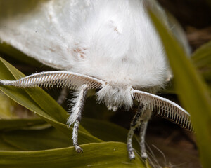 close up of a flower