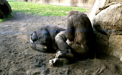 Two gorillas standing on the ground relaxed.