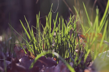 The blades of grass in daylight with leaves below in early spring at Brno, Czech republic