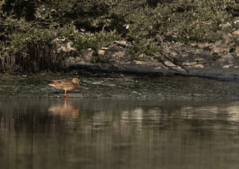 A Mallard duck at Tubli bay, Bahrain