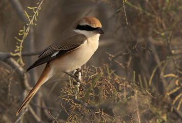 Red-tailed Shrike perched on bush at asker marsh, Bahrain