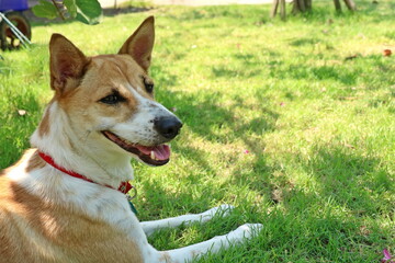 Naklejka na ściany i meble A cute white and brown dog wear a red neckband lying on the green grass in the park. Animal and nature concept.