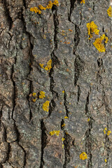 Bark with moss