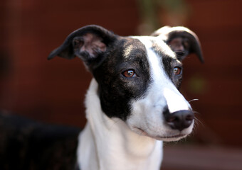 Galgo spanish dog portrait