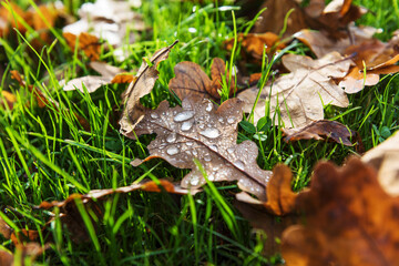 Morning dew on leaves of an oak tree.