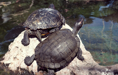Two grey turtles the standing at the sun with water around