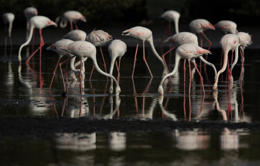 Greater Flamingos feeding at Tubli bay in the morning, Bahrain