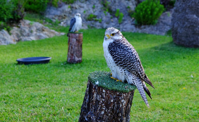 Two hawks standing on a wooden pile with green grass around them