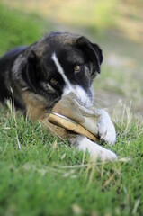 Dog chewing old shoe outdoors