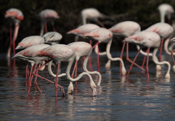Greater Flamingos feeding at Tubli bay in the morning, Bahrain