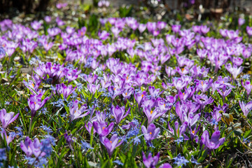 Very beautiful spring purple crocus flowers in the garden. Beautiful fresh saffron flowers in the sunlight. Close-up.  Valley of crocuses. Blurred background.