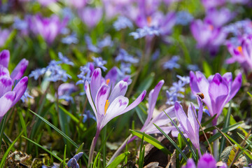 Very beautiful spring purple crocus flowers in the garden. Beautiful fresh saffron flowers in the sunlight. Close-up.  Valley of crocuses. Blurred background.