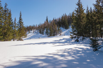 Fototapeta premium snow covered trees