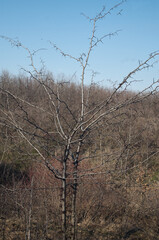 The prickly tree of Gleditsia in a forest