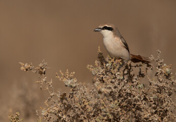 Red-tailed Shrike perched on bush, Bahrain