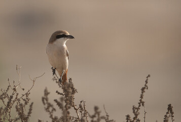 Red-tailed Shrike perched on a dry bush at Hamala, Bahrain