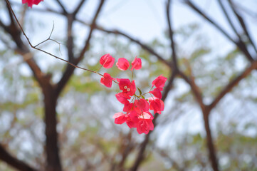 background, flower and tree in blur background