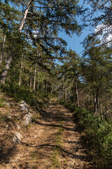 Isernia, Molise, Italy. The Pinewood