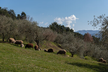 Molise countryside. Flock of sheep in the pasture