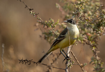 Closeup of a Yellow Wagtail at Hamala, Bahrain