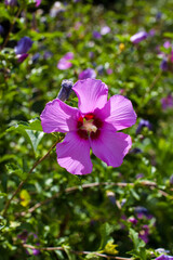 Beautiful purple flower. Closeup flaral shot