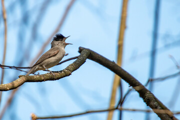 Vogel