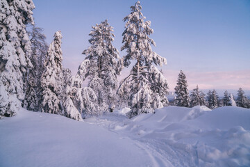 Fototapeta na wymiar Beautiful scenic view of frozen spruce trees in famous national park on northern european environment, natural landmark of Riisitunturi in Lapland destination wanderland